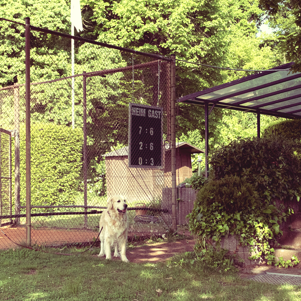 Ein Hund sitzt neben dem Tennisplatz